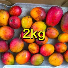 摘果マンゴー 200〜420g 10kg - メルカリ