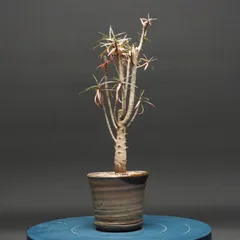ユーフォルビア バルサミフェラ "Euphorbia balsamifera" 管理2681のサムネイル