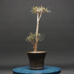 ボスウェリア サクラ 鉢ごと発送 Boswellia sacra - メルカリ