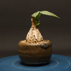 フォッケア ムルチフローラ 現地球 鉢ごと発送 ※抜き苗販売可能 - メルカリ