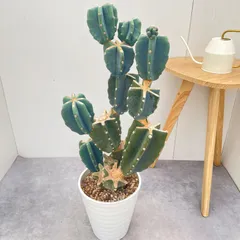 柱サボテン　ブランチ　18【現品】観葉植物　室内　ドライガーデン　大型のサムネイル