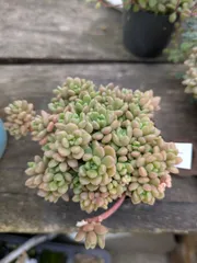 多肉植物　小梅　3つ　カット苗のサムネイル