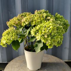 ほ*す様 【特選】 アジサイ 8寸 マジカルクリムゾン 紫陽花 - メルカリ