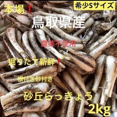 鳥取砂丘らっきょう 10kg 朝掘り新鮮 農薬不使用 - メルカリ