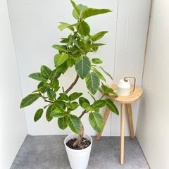 観葉植物 フィカス バーガンディ 190cm 10号 - Mercari Japan