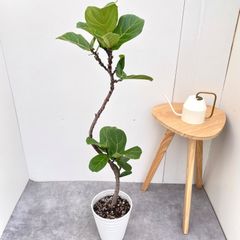 ① フィカス カシワゴム 曲がり仕立て8号特大苗木最高等級極上品