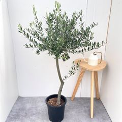 超大型‼️ 激安❗️オリーブの木 Ａ　チプレッシーノ　203㌢　１０号鉢　観葉植物 超大型‼️ 激安❗️オリーブの木 A チプレッシーノ 203㌢ 10号鉢