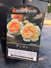 バラ苗 ローズドゥメルスリー タルト・アブリコ 大苗 新品種 正規品