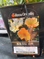 23日入荷⭐️風姿花伝⭐️5号鉢2鉢セット - メルカリ