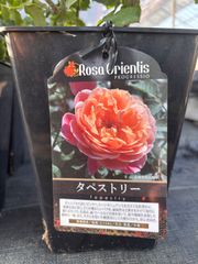 バラ苗 ローズドゥメルスリー タルト・アブリコ 大苗 新品種 正規品