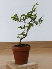 早い者勝ち❗️太幹・古木ニレケヤキ/小品盆栽/送料込み❗️ ニレケヤキ 小品盆栽 太幹 古木感 玉づくり 箒作り 白釉鉢付き 楡欅