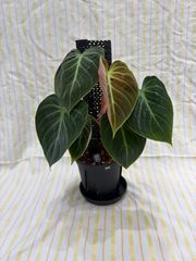 YM273 Melanochrysum フィロデンドロン メラノクリサム - メルカリ
