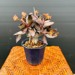 珍奇塊根植物ボスウェリア フレレアナ実生株 鉢ごと発レア品種02