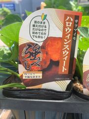 サツマイモ切苗 ハロウィンスウィート 10本 - メルカリ