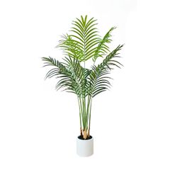 大型　観葉植物　アレカヤシ　陶器鉢　植え込み発送 観葉植物 大型 アレカヤシ 陶器鉢 植え込み発送 - メルカリ