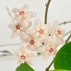 レア 原種 ホヤ トムソニー ピンク サクララン 鉢花 - メルカリ