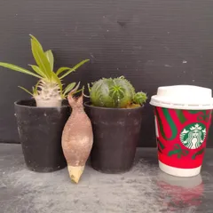 お*司様 グラキリス　現地株　　発根済み　ベアルート　塊根植物　鉢のまま morikoro_plants | . 良型グラキリスベアルート販売致します🙌(ほぼ