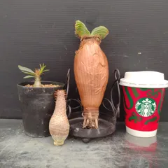 お*司様 グラキリス　現地株　　発根済み　ベアルート　塊根植物　鉢のまま morikoro_plants | . 良型グラキリスベアルート販売致します🙌(ほぼ