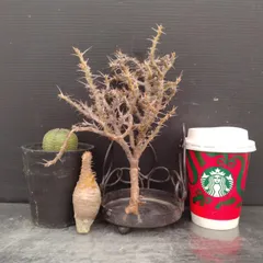 お*司様 グラキリス　現地株　　発根済み　ベアルート　塊根植物　鉢のまま online shop掲載のお知らせ！ 本日19:00~ グラキリスのベアルート株を