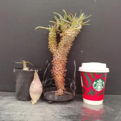 お*司様 グラキリス　現地株　　発根済み　ベアルート　塊根植物　鉢のまま online shop掲載のお知らせ！ 本日19:00~ グラキリスのベアルート株を