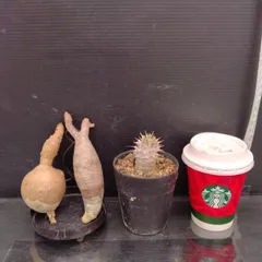 お*司様 グラキリス　現地株　　発根済み　ベアルート　塊根植物　鉢のまま online shop掲載のお知らせ！ 本日19:00~ グラキリスのベアルート株を