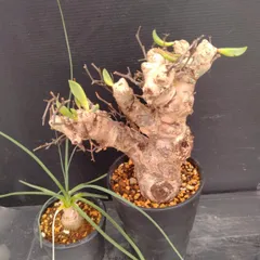 ◾️メルカリ便◾️発根済み現地球チレコドンレティキュラーツス ◾️メルカリ便◾️発根済み現地球 チレコドンレティキュラーツス