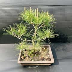希少 斑入り 五葉松 花火 花吹雪 蛇の目 盆栽 盆栽鉢 付き発送 - メルカリ