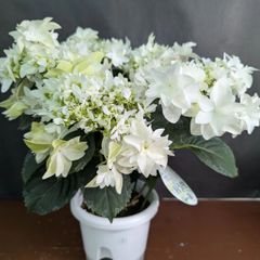 紫陽花 アジサイ エレスノ さかもと園芸 5号鉢 花苗 - メルカリ
