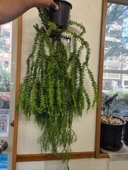 ❤️メルカリ便配送・最新画像❤️フペルジアsp フレグマリウルス