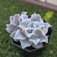 多肉植物エケベリア属