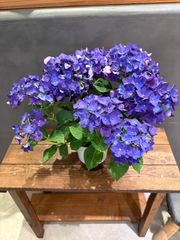 紫陽花 アジサイ ハイシリーズ 5号鉢ごと発送します - メルカリ