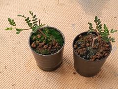 ユッカロストラータ抜き苗1株(鉢などは付きません)タグつき - メルカリ