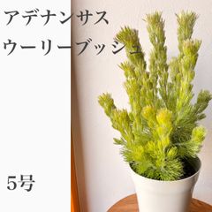 ボリューム苗 アデナンサスウーリーブッシュ 鉢植え - メルカリ