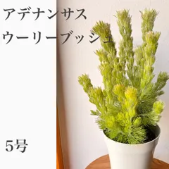 アデナンサス　ウーリーブッシュ　苗・苗木　　5号　　★夏の暑い時期でも涼しげで、スタッフオススメです！　　★切花にもドライにもなります！のサムネイル