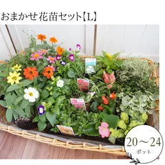 おまかせ花苗セット【L】　花苗　セット　おまかせ　苗　お得　寄せ植え