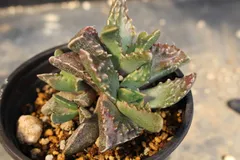 [1186] フォーカリア　ツベルクローサ　”荒波”　/ Faucria tuberculosa 　信州実生のサムネイル