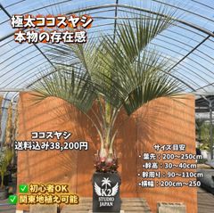 ココスヤシ（249）シルバーリーフ 極太幹 - メルカリ