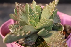 [975] フォーカリア　ツベルクローサ　”荒波”　/ Faucria tuberculosa 　信州実生のサムネイル