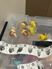 インスタプードル サプライズトイ IINSTA POODLES 18個セット - メルカリ