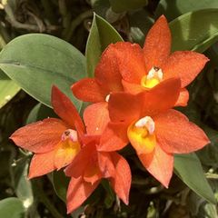 ♪余剰苗特売市♪】富貴蘭 みかん色の恋 - メルカリ