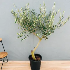 ［現品］7番 創樹　オリーブ　ルッカ　8号　観葉植物　大型　屋外　オリーブの木　ベランダ　おしゃれ　自家結実性有のサムネイル