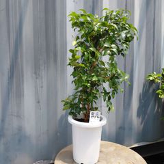 特級品】シナモンの木 (セイロンニッケイ) 8号鉢 特大極上苗3本立ち