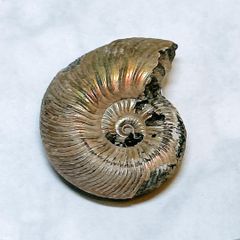 貝標本 カタツムリの化石 完品個体 - メルカリ