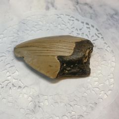 化石 骨格 標本 古生物 サメの歯 O.ソコロビ - メルカリ