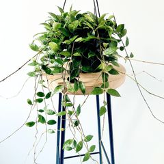 さつまま様 リクエスト ホヤ2点 まとめ【現品・鉢タグ付・メルカリ便】サクララン さつまま様 リクエスト ホヤ2点 まとめ【現品・鉢タグ付・メルカリ便