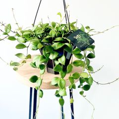 さつまま様 リクエスト ホヤ2点 まとめ【現品・鉢タグ付・メルカリ便