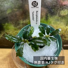ブセファランドラspラマンダウ 大株2株セット - メルカリ