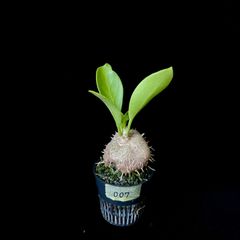 アリ植物 ミルメコディア ベッカリー - メルカリ