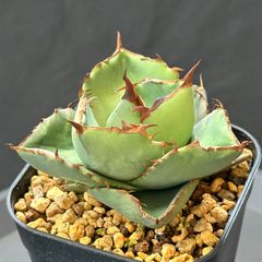 D2448‼️大出品祭‼️【鉢植え発送】アガベ チタノタ 純血ジャガー