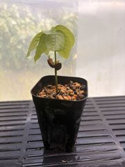 カカオ クリオロ種 実生苗 Theobroma cacao 'Criollo' カカオ クリオロ種 実生苗 Theobroma cacao 'Criollo' - メルカリ
